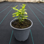 Bršlen Fortuneov (Euonymus Fortunei) ´EMERALD´N GOLD´ - výška 10-15 cm, kont. C2L